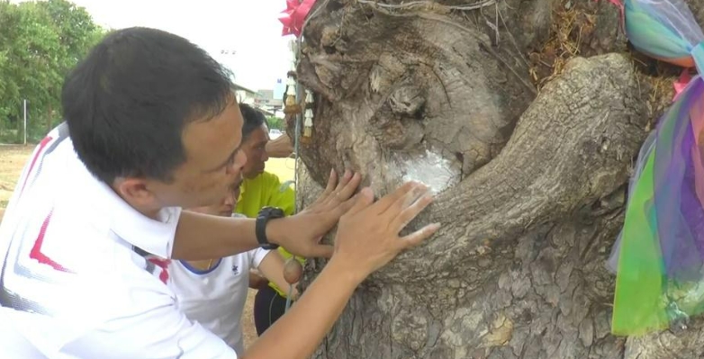 เลขเด็ดต้นก้ามปูยักษ์ 16-5-66