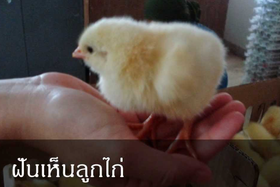 ฝันเห็นลูกไก่ 2566