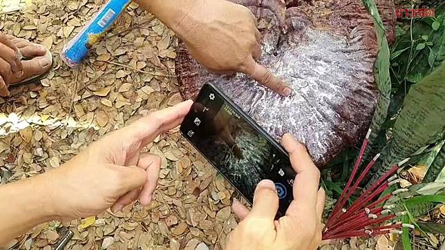 เลขเด็ดเห็ดหลินจือยักษ์ 16-5-66