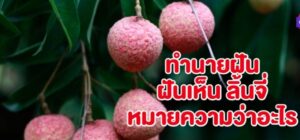 ฝันเห็นลิ้นจี่ 2566