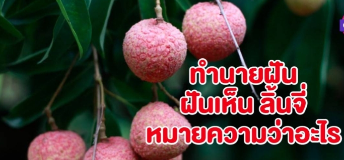 ฝันเห็นลิ้นจี่ 2566