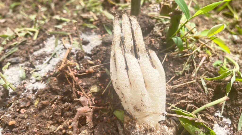 เห็ดมือผี 16-7-66