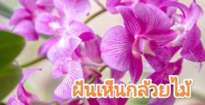 ฝันเห็นกล้วยไม้ 2566