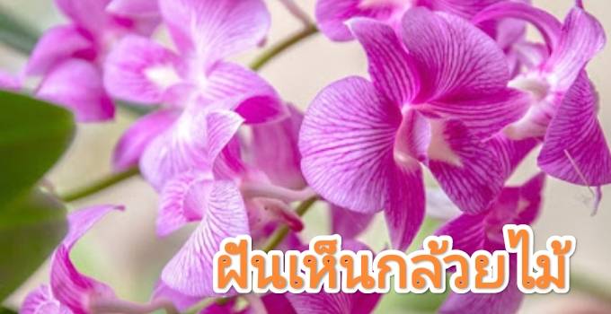 ฝันเห็นกล้วยไม้ 2566