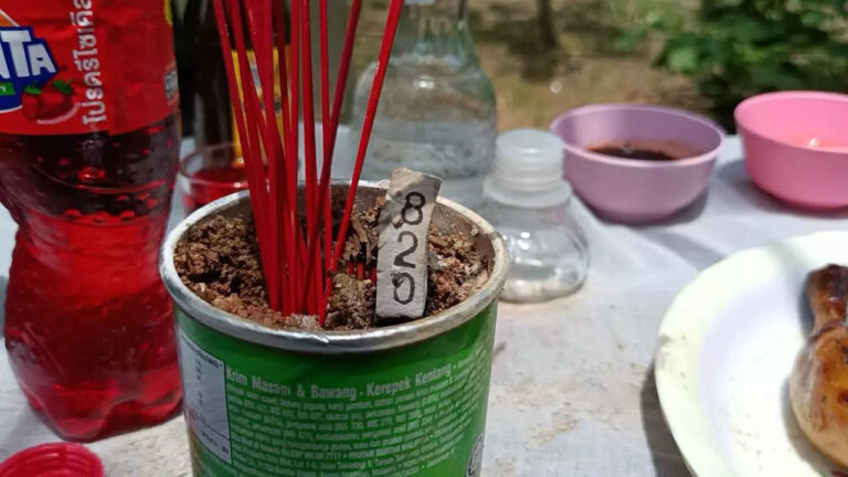 ต้นมะละกอให้โชค 16-8-66