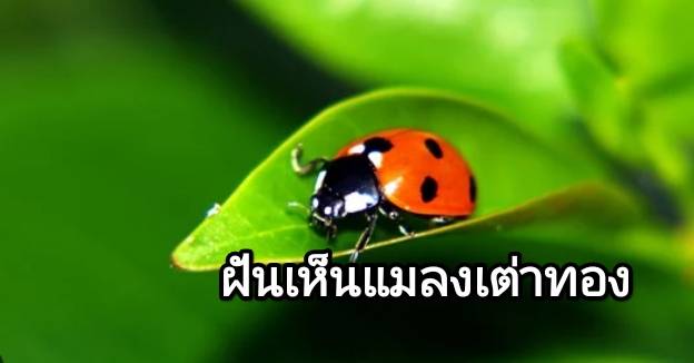 ฝันเห็นแมลงเต่าทอง 2566