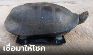 ข่าวเต่านายักษ์ 16-10-66