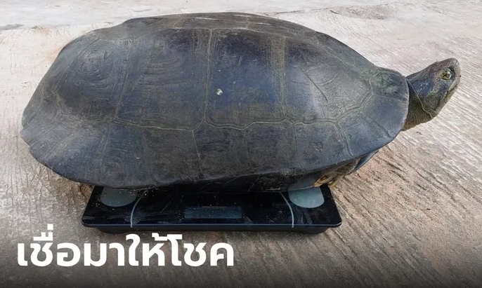 ข่าวเต่านายักษ์ 16-10-66