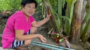 ข่าวหัวปลีนำโชค 16-10-66