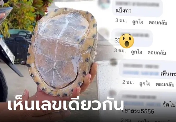 ข่าวเต่าหับให้โชค 1-11-66