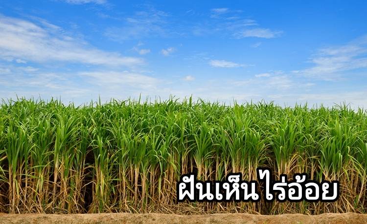 ฝันเห็นไร่อ้อย 2566