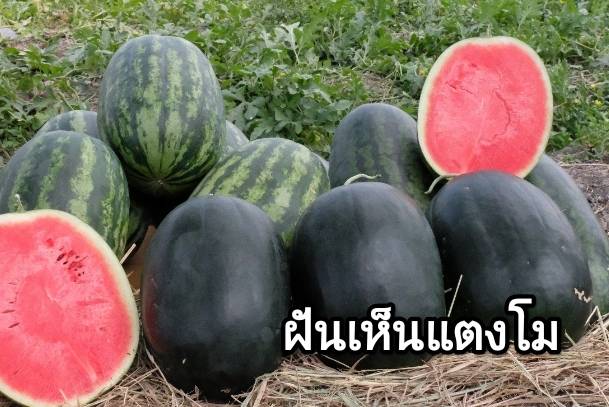 ฝันเห็นแตงโม 2566